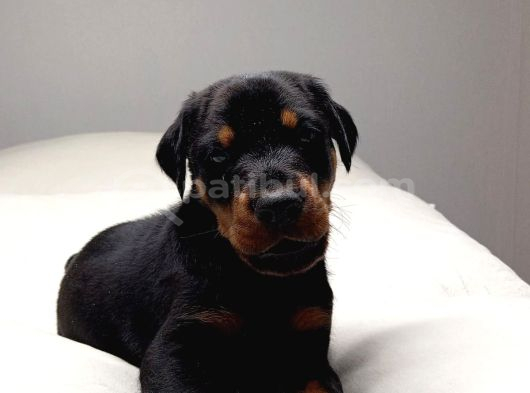 ŞAMPİYON SOY DOBERMAN YAVRULAMIZ