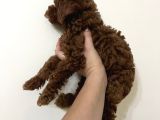 Erkek Toy Poodle