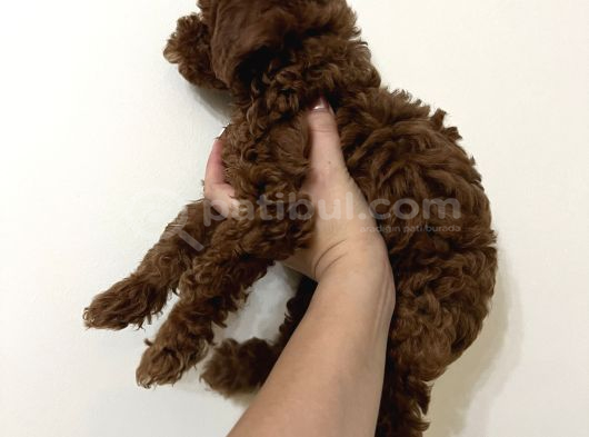 Erkek Toy Poodle görsel