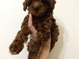 Erkek Toy Poodle