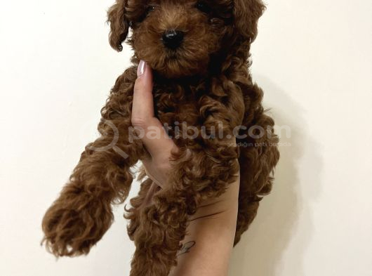 Erkek Toy Poodle görsel