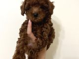 Erkek Toy Poodle