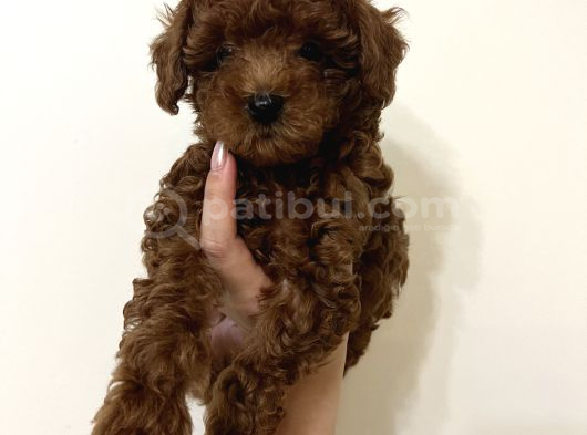 Erkek Toy Poodle görsel