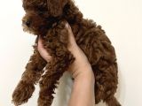 Erkek Toy Poodle