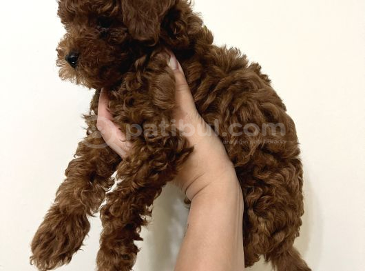 Erkek Toy Poodle görsel