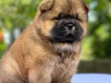 Safkan Chow Chow Bebekler Tesli̇me Hazir