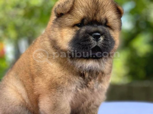 Safkan Chow Chow Bebekler Tesli̇me Hazir görsel