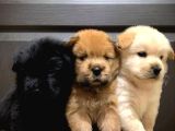 SAFKAN CHOW CHOW BEBEKLER TESLİME HAZIR