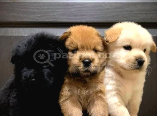 SAFKAN CHOW CHOW BEBEKLER TESLİME HAZIR