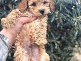Kali̇teli̇ Poodle Yavrularimiz Hazir