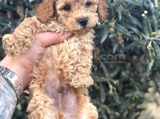 Kali̇teli̇ Poodle Yavrularimiz Hazir görsel