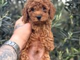 Kali̇teli̇ Poodle Yavrularimiz Hazir