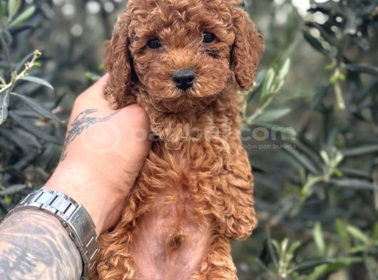 Kali̇teli̇ Poodle Yavrularimiz Hazir görsel