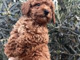 Kali̇teli̇ Poodle Yavrularimiz Hazir