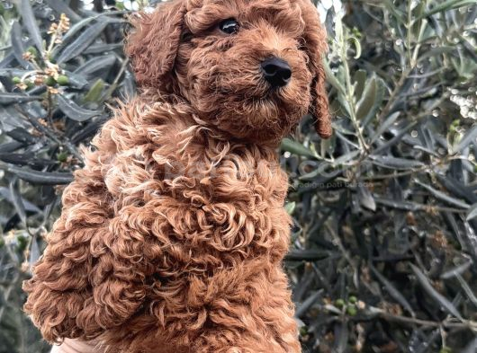 Kali̇teli̇ Poodle Yavrularimiz Hazir görsel