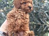Kali̇teli̇ Poodle Yavrularimiz Hazir