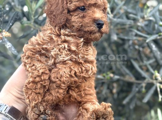 Kali̇teli̇ Poodle Yavrularimiz Hazir görsel