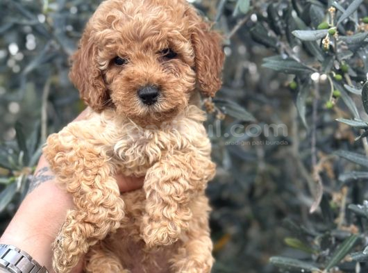 Kali̇teli̇ Poodle Yavrularimiz Hazir