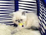 Exotic Shorthair Dişi Erkek Bebekler
