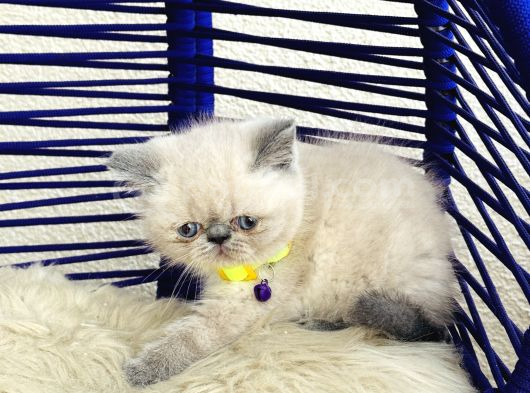 Exotic Shorthair Dişi Erkek Bebekler görsel