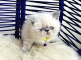 Exotic Shorthair Dişi Erkek Bebekler