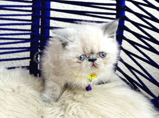 Exotic Shorthair Dişi Erkek Bebekler görsel