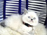 Exotic Shorthair Dişi Erkek Bebekler