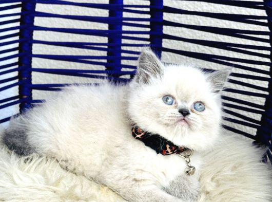 Exotic Shorthair Dişi Erkek Bebekler görsel