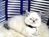 Exotic Shorthair Dişi Erkek Bebekler