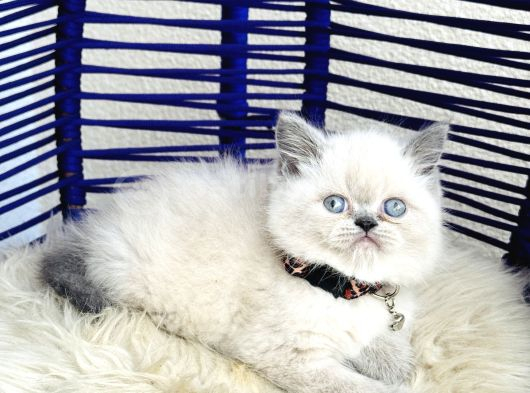 Exotic Shorthair Dişi Erkek Bebekler görsel