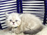 Exotic Shorthair Dişi Erkek Bebekler