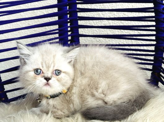 Exotic Shorthair Dişi Erkek Bebekler görsel