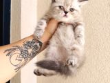 Exotic Shorthair Dişi Erkek Bebekler