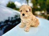 Sevimli ve oyuncu Maltipoo yavrularımız yeni ailelerini bekl