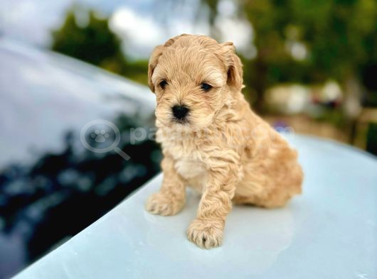 Sevimli Ve Oyuncu Maltipoo Yavrularımız Yeni Ailelerini Bekl