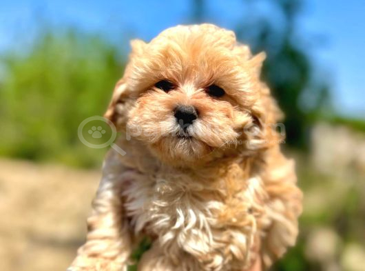 Orjinal Maltipoo Bebekler görsel