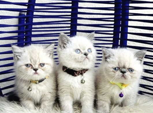 Exotic Shorthair Dişi Erkek Bebekler
