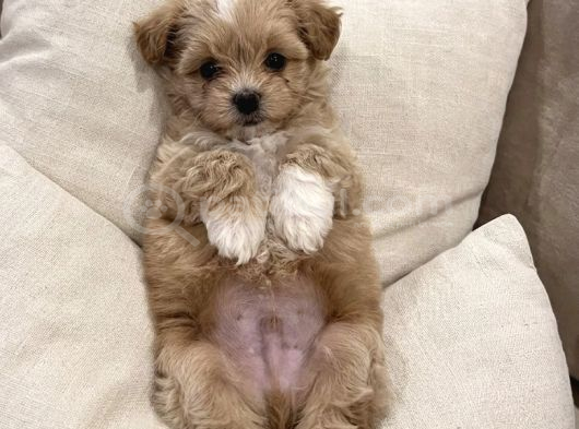 Tea Cup Maltipoo Adana