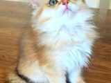 Üst Sekment Bal Golden British Longhair