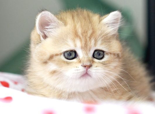 Golden British Shorthair Dişi Bebek Bal Kız görsel