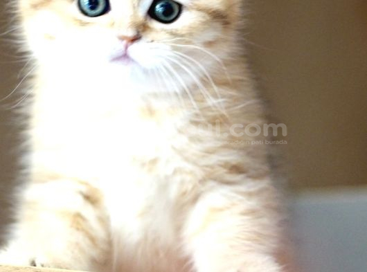 Golden British Shorthair Dişi Bebek Bal Kız görsel