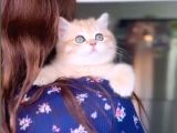 Golden British shorthair dişi bebek bal kız