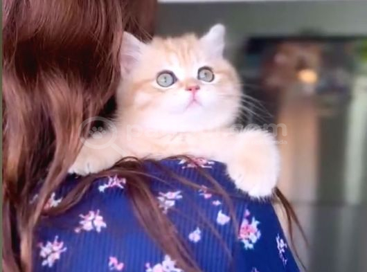 Golden British Shorthair Dişi Bebek Bal Kız