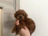 Dişi Ve Erkek Kore-Korekan Toy Poodle Yavrularım