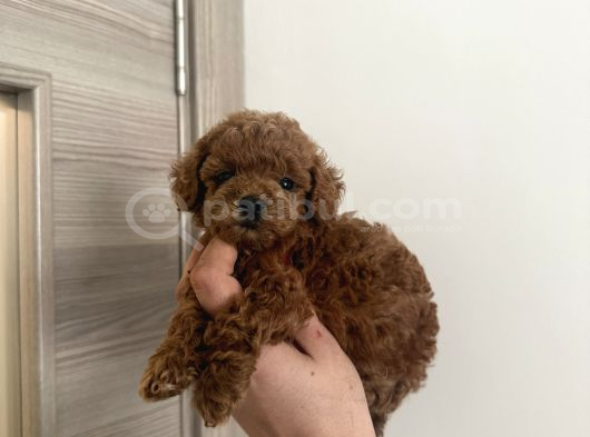 Dişi Ve Erkek Kore-Korekan Toy Poodle Yavrularım görsel