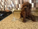 Dişi ve erkek kore-korekan toy poodle yavrularım