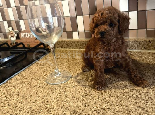 Dişi Ve Erkek Kore-Korekan Toy Poodle Yavrularım