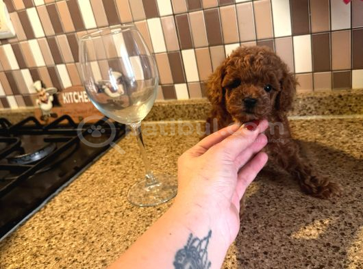 Dişi Ve Erkek Kore-Korekan Toy Poodle Yavrularım görsel