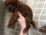 Dişi Ve Erkek Kore-Korekan Toy Poodle Yavrularım