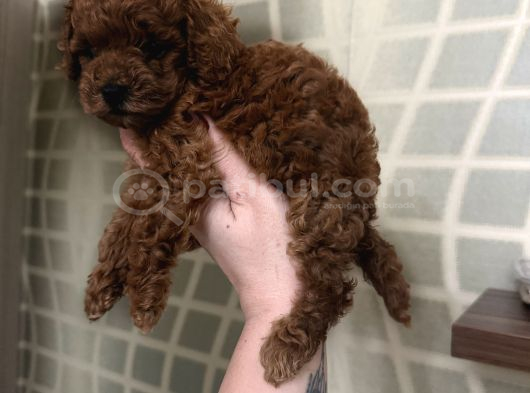 Dişi Ve Erkek Kore-Korekan Toy Poodle Yavrularım görsel